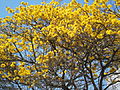 Tabebuia chrysantha