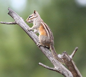 Tamias cinereicollis chipmunk.jpg