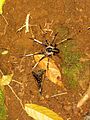 A Tiny live frog next to a Tarantula spider in a tropical forest near San Ramon, Costa Rica