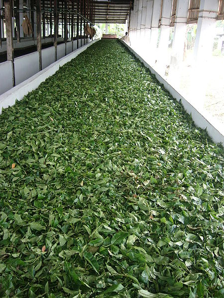 File:Tea Factory Srimongol Sylhet Bangladesh 5.JPG
