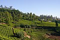 Tea plantation in the heights of Ooty.