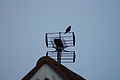 Television antenna, Downpatrick, April 2010 (04).JPG