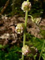 Tellima grandiflora