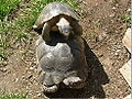 Two marginated tortoises mating