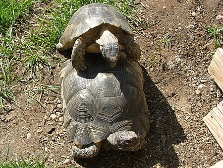 Testudo Marginata0013.JPG