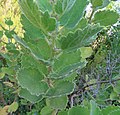 Leaves and buds