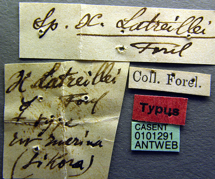 File:Tetramorium latreillei casent0101291 label 1.jpg