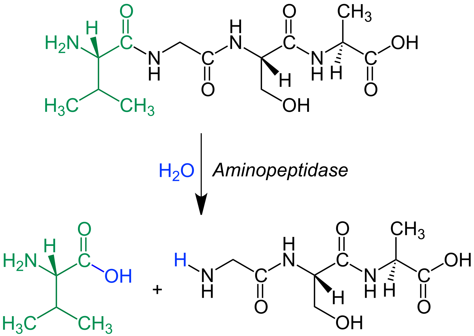 Конечный н. Гидролиз пептида аминопептидаза. Аминопептидазы ферменты. Что отщепляет аминопептидаза. Лейцин аминопептидаза.