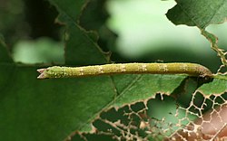 Thalera pistasciaria larva.jpg