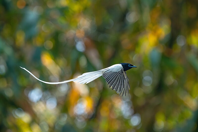 File:The Asian Paradise Flycatcher.jpg