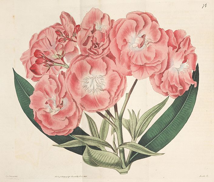 File:The Botanical register (Plate 74) BHL8497.jpg