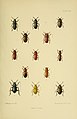 The Coleoptera of the British islands (Plate 144) (8570732707).jpg