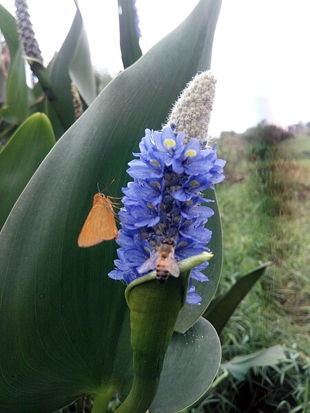 File:The Dual Pollinators of African Worker Bee & Butterfly.jpg