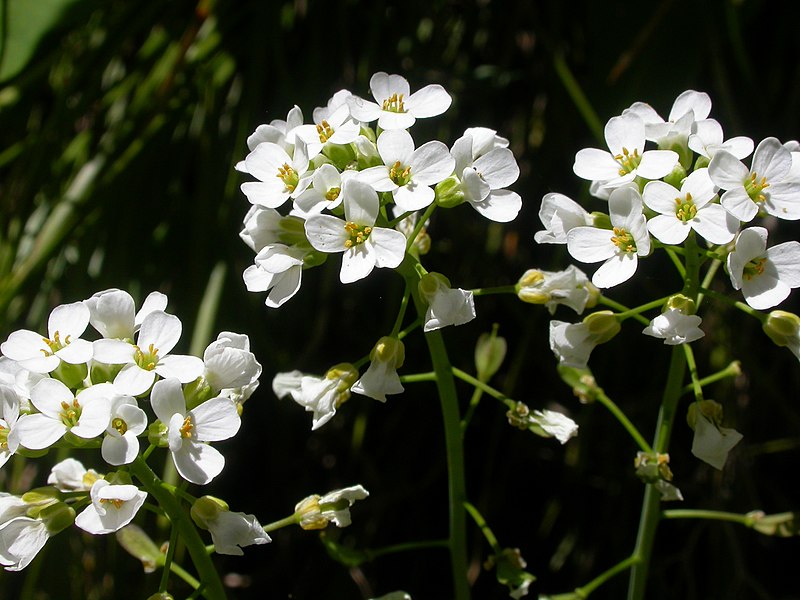 File:Thlaspi montanum (5027047847).jpg