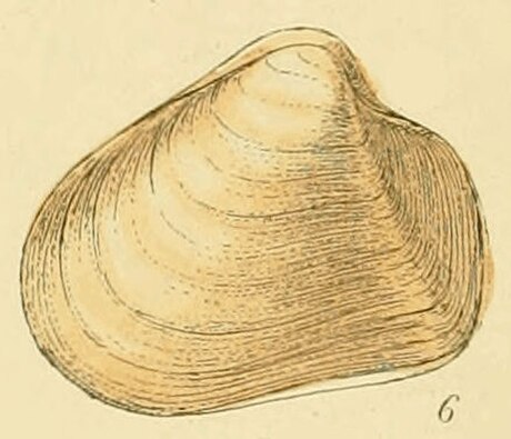 Pholadomyoida