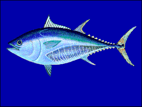 Thunnus