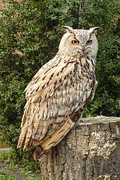 B. b. omissus at Tierpark Berlin, Germany Tierpark Berlin, Bubo bubo omissus, 252-357.JPG