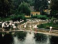 Flamingos im Tiergarten Schönbrunn