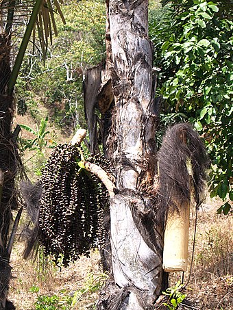 Tapping palm sap in East Timor