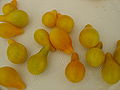 Cherrytomate Frucht gelb birnenförmig / tomato fruit yellow pearshaped