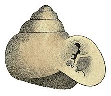 Biotocus turbinatus, synonym Tomigerus turbinatus, that was endemic to Brazil, is now extinct. Tomigerus turbinatus shell.jpg
