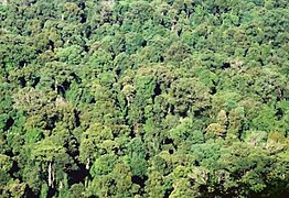 Altos bosques subtropicales en el Parque Nacional Toonumbar.