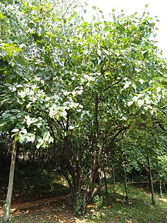Toricellia angulata var. intermedia - Kunming Botanical Garden - DSC02765.JPG