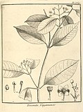 Tovomita guianensis Aublet 1775 pl 364.jpg