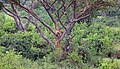 * Nomination Tree-climbing lions (Panthera leo) in sycamore fig (Ficus sycomorus) --Charlesjsharp 11:15, 23 August 2021 (UTC) * Promotion  Support Good quality. --Jakubhal 17:43, 23 August 2021 (UTC)