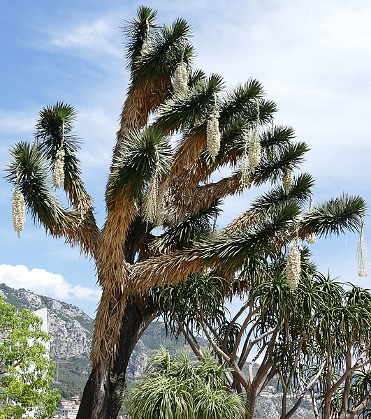 File:Tree Yucca (Yucca filifera) and Tree Aloe (Aloidendron barberae)(right) (35753745305).jpg