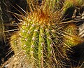 Trichocereus huascha