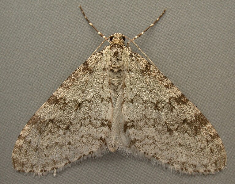 File:Trichopteryx carpinata, Early Tooth-striped, Trawscoed, North Wales, May 2008 (2) (20486834794).jpg