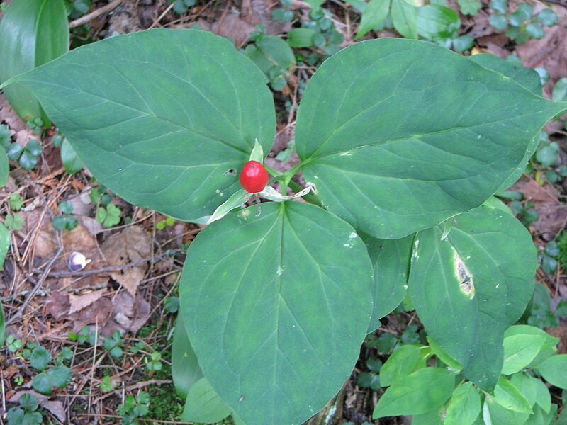 File:Trillium fruit.jpg