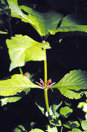 Triosteum perfoliatum.jpg