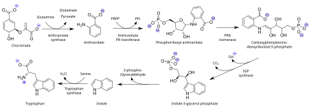 Tập_tin:Tryptophan_biosynthesis_(en).svg