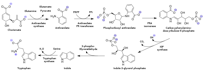 Reactions catalyzed by the enzymes synthesized from the trp operon. Tryptophan biosynthesis (en).svg