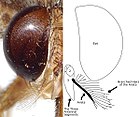 Fotografia e schema della testa di una tse-tse che mostrano i peli ramificati dell'arista dell'antenna