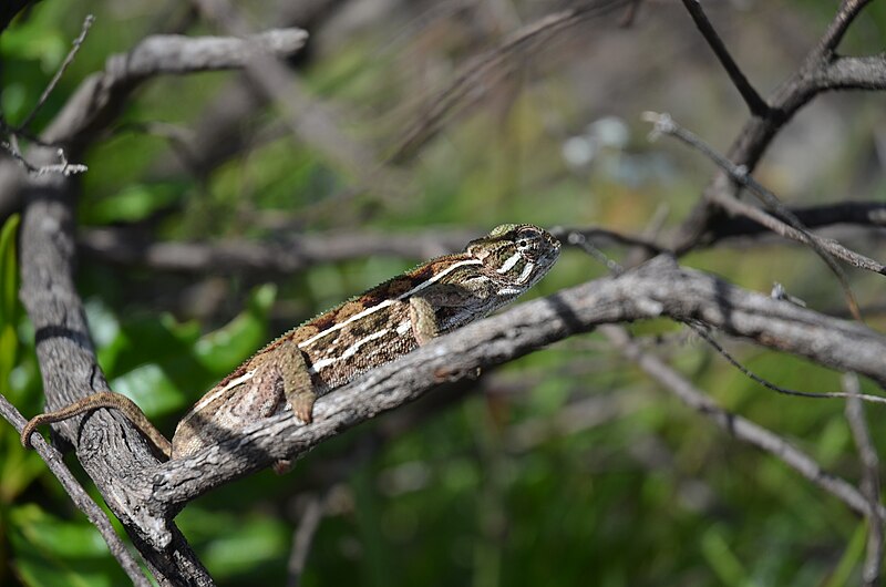 File:Tubercle-nosed Chameleon.JPG