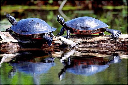 Smaller pond turtles, like these northern red-bellied cooters, regulate their temperature by basking in the sun.