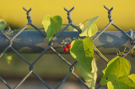 Two red berries hanging from a chainlink fence