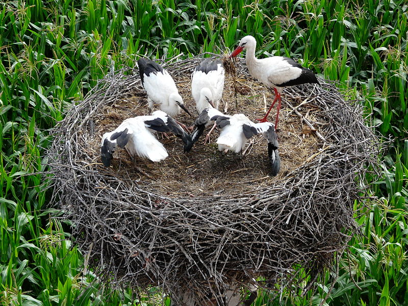 File:Tykocin July 2013 177.JPG