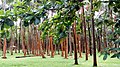 Vegetation Anse des Cascades.jpg