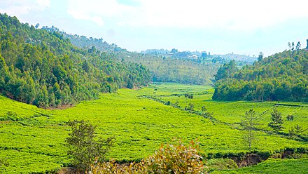 agriculture in Kibeho