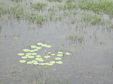 A view of the irrigation pond with lotus flowers. Vaduvur 2.JPG