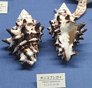 Vasum ceramicum - Osaka Museum of Natural History - DSC07843.JPG