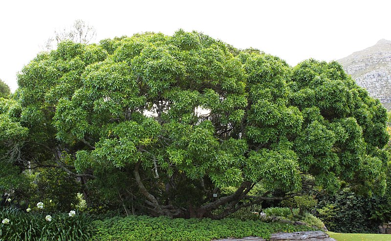 File:Vepris lanceolata - White Ironwood Tree - South Africa 3.jpg