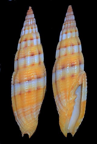 <i>Vexillum dennisoni</i> Species of gastropod