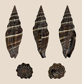 <i>Vexillum intermedium</i> Species of gastropod