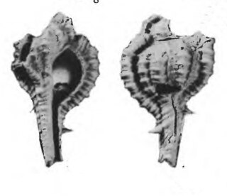 <i>Vokesimurex coulsoni</i> Species of gastropod