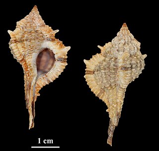 <i>Vokesimurex garciai</i> Species of gastropod